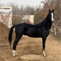 اسب پیدا شده