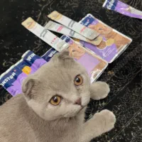 گربه اسکاتیش نر یکساله، رنگ طوسی ملوس و سالم|گربه|اردبیل, |دیوار