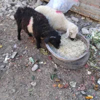 بره نر ماده برا پروار