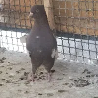 کفتر بهبونی نر|پرنده|شیراز, شهرک مدرس|دیوار