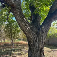 خریدو برش چوب ترو خشک