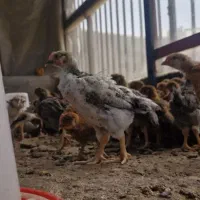 جوجه گلپایگان اصلاح نژاد