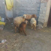 دوعددگوسفندبره دارجوان