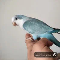 گمشده