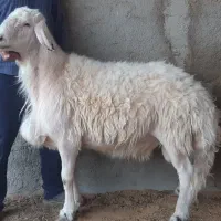 قوچ‌ پلنگی