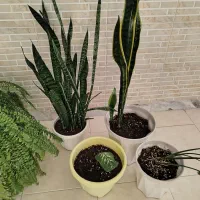 گل و گلدان