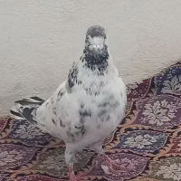 کبوتر|پرنده|خلخال, |دیوار