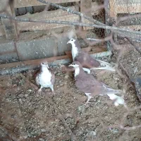 کفتر طاقی|پرنده|آران و بیدگل, |دیوار