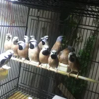 پارسون نرمال و سفید