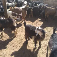 ۲۰راس کهره نرگله ای|حیوانات مزرعه|مرودشت, مجد آباد|دیوار