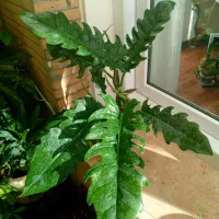 آنلاین شاپ گل|گل و گیاه طبیعی|گلبهار, شهر جدید گلبهار|دیوار