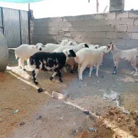 تعدادی بره نر فروشی چاق چاق|حیوانات مزرعه|نهبندان, |دیوار