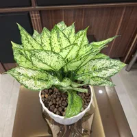 مغازه تجاری هم کف بیستون