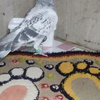 یک عدنرکفتر|پرنده|قائن, |دیوار