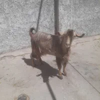 چبش