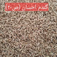 گندم بذر احسان و تکتاز بوجار شده و آماده کشت.|خدمات باغبانی و درختکاری|آق قلا, |دیوار