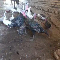 بوقلمون غاز