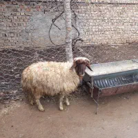 بره نر سرپا صادراتی