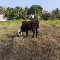 گاو ورزا چالوسی نامدار ماستی