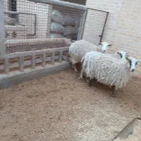 فروش اسب و  بز سانان|حیوانات مزرعه|اردکان, |دیوار
