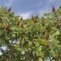 ریشە درخت سماق(ترش)|گل و گیاه طبیعی|سقز, |دیوار