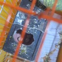 جفت مرغ عشق رینوباسه تاتخم۷۰۰