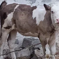 گاو