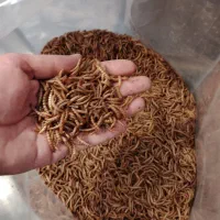 میلورم خشک درجه1