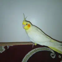 جوجه عروس هلندی نر ۲دوماهه با قفس دون خور شده