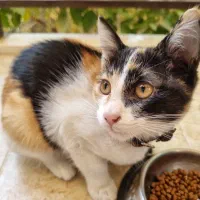 واگذاری گربه