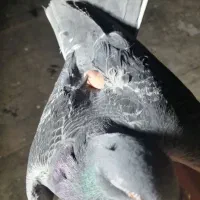 یک عدد زره ی پلاکی خوب درشت