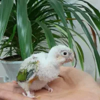 جوجه گرینچیک