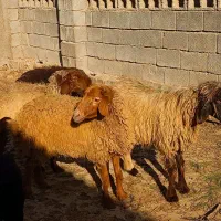 چهار عدد میش فروشی