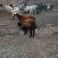 ۲رآس توقلی ماده مخصوص داشتی|حیوانات مزرعه|آق قلا, |دیوار