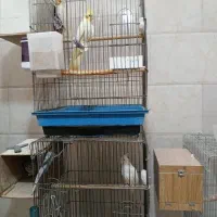 عروس هلندی مولد