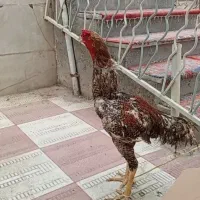 تخم مرغ لاری نطفه دار
