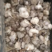 سیر درجه یک بذری|خوردنی و آشامیدنی|سردرود, |دیوار