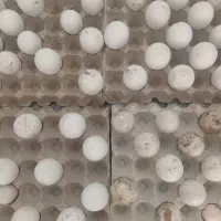 تخم نطفه دار بوقلمون