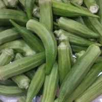 بامیه تازه چین ریز بفروش می رسد