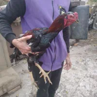 مرغ وخروس لاری|حیوانات مزرعه|تهران, سعیدآباد|دیوار