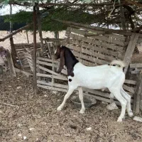 استان بوشهر شهرستان کنگان روستای تنبک