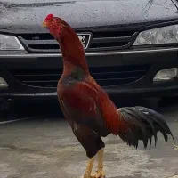لاری اصیل