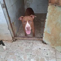 پیت بول نر و ماده دو ساله|سگ|اسالم, |دیوار