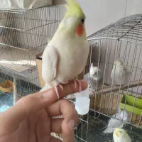 لوتینو دستی|پرنده|نجفآباد, امیرآباد|دیوار