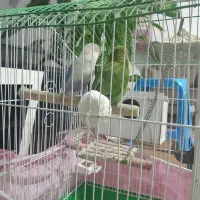 ۲۵۰۰۰۰۰تومان|پرنده|اردبیل, |دیوار