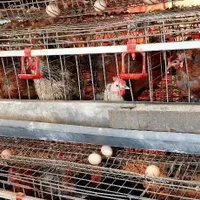 قفس مرغ|لوازم جانبی حیوانات|رامشیر, |دیوار