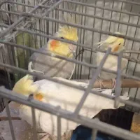 طوطی عروس ماده