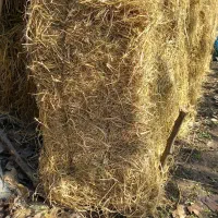 کاه کلش|لوازم جانبی حیوانات|لاهیجان, کوی آزادگان|دیوار