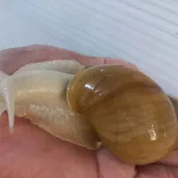 فروش حلزون مولد اچاتینا