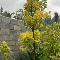 تویا آمریکا دم روباه طلایی ژونی پروس ستاره ای اورس|گل و گیاه طبیعی|تنکابن, |دیوار